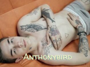 Anthonybird