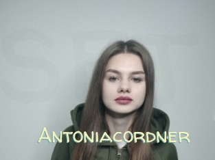 Antoniacordner