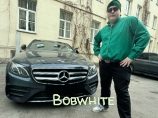 Bobwhite