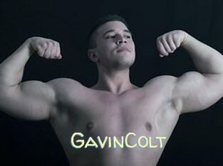 GavinColt