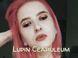 Lupin_Cearuleum