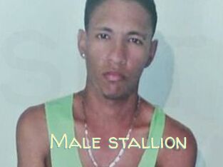 Male_stallion