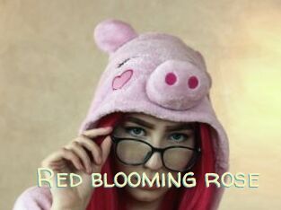 Red_blooming_rose