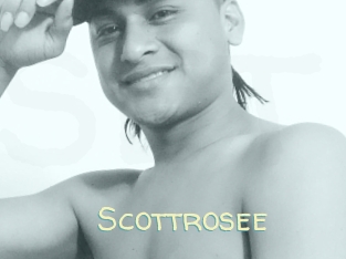 Scottrosee